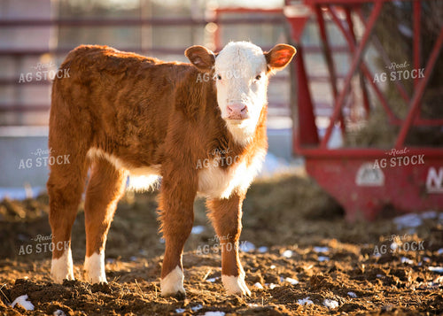 Hereford Calf 55134
