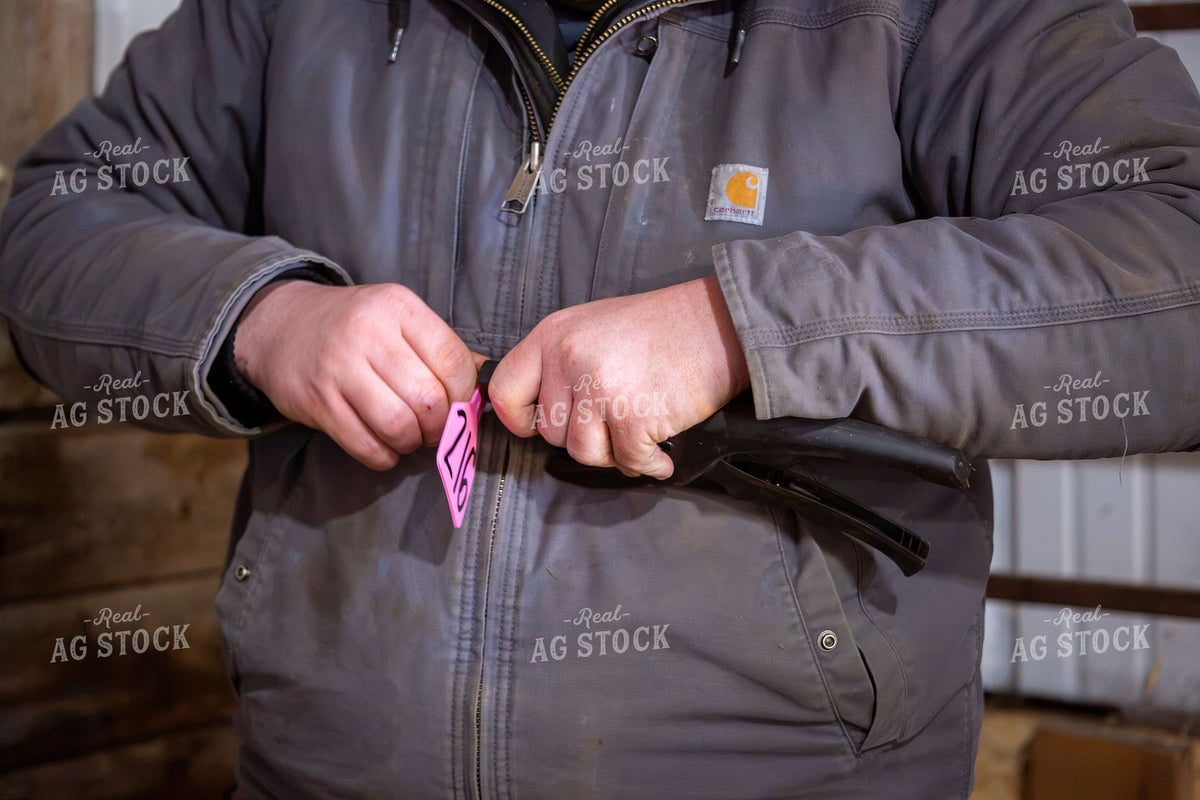 Rancher Loading Pink Numbered Ear Tag into Applicator 406113