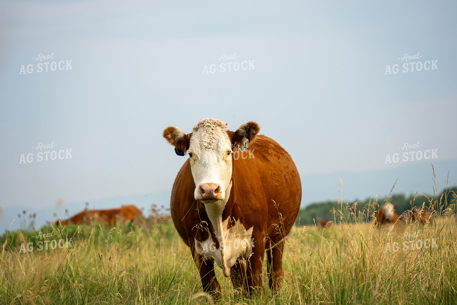 Hereford Cow on Pasture 65946