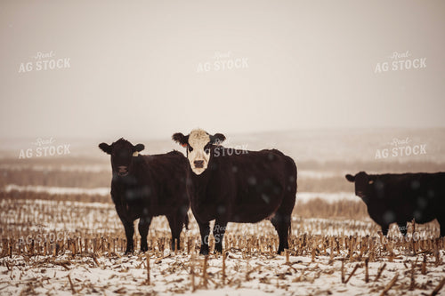 Cattle in Snowy Corn Stalks 285068