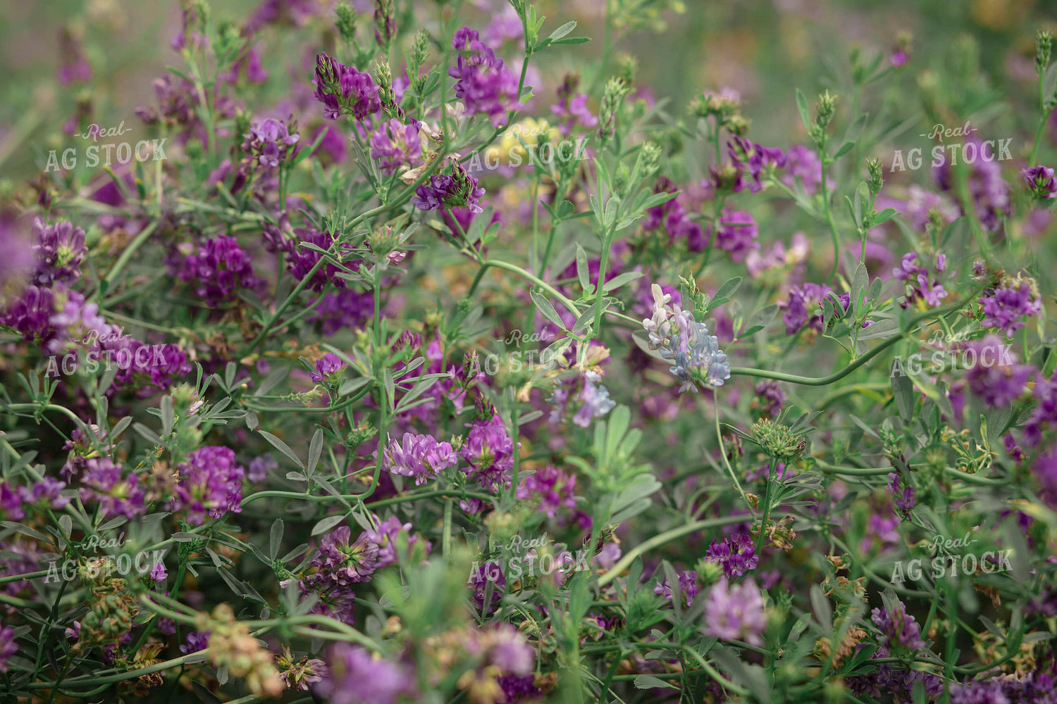 Flowering Alfalfa 135111