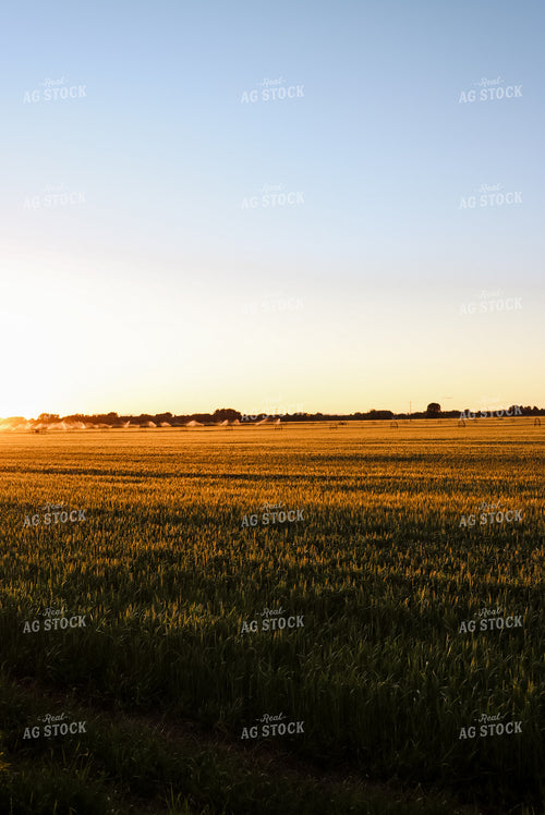 Irrigated Field of Hay 83017