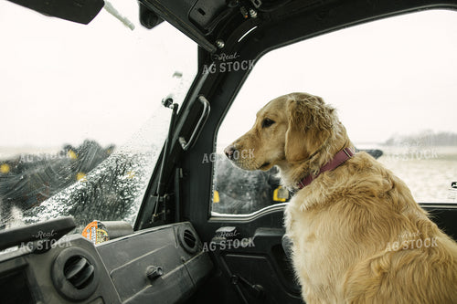 Ranch Dog in UTV Chores 70091