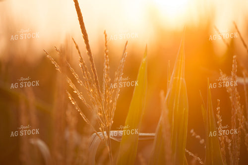 Corn - Mid-Season 1296