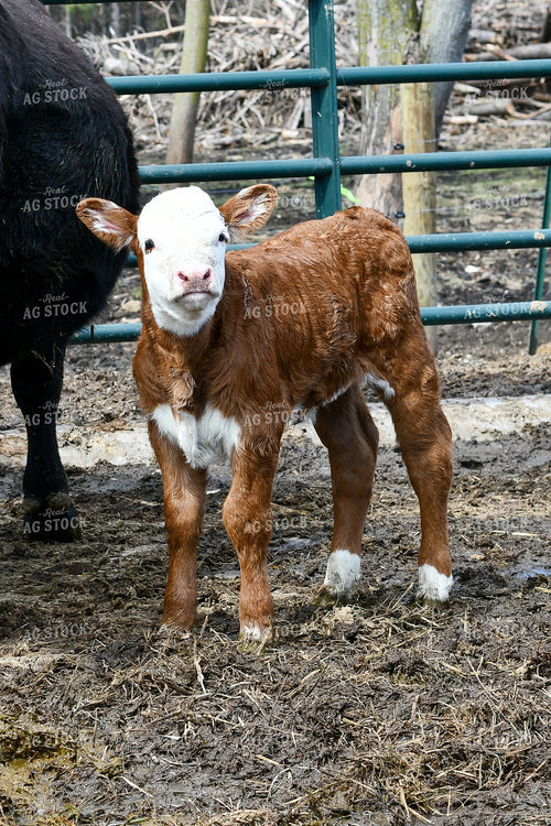 Hereford Calf in Farmyard 50211