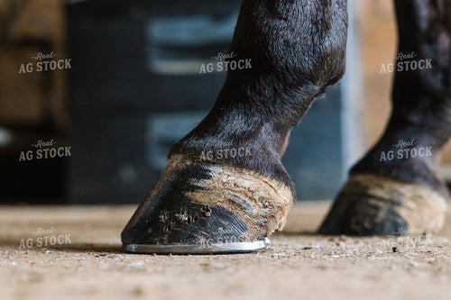 Horseshoes 52720
