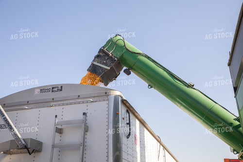 Corn Harvest 286007