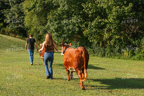 Hereford Show Cattle & Youth 52759