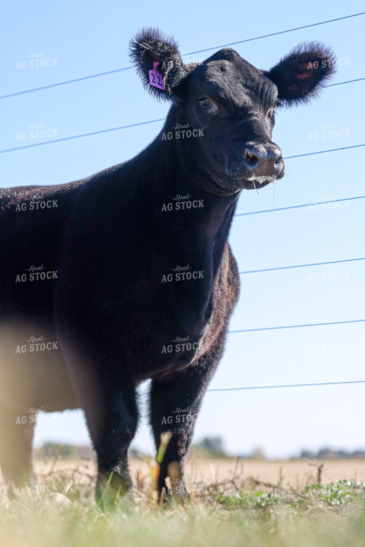 Show Cattle 160465