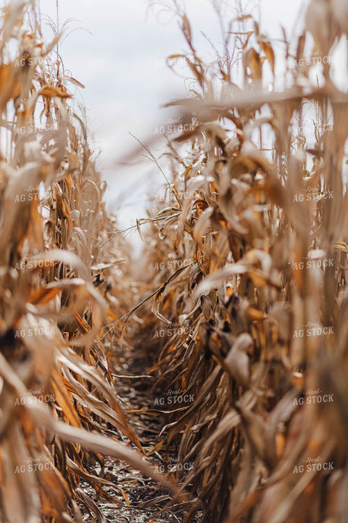 Dried Corn 115115
