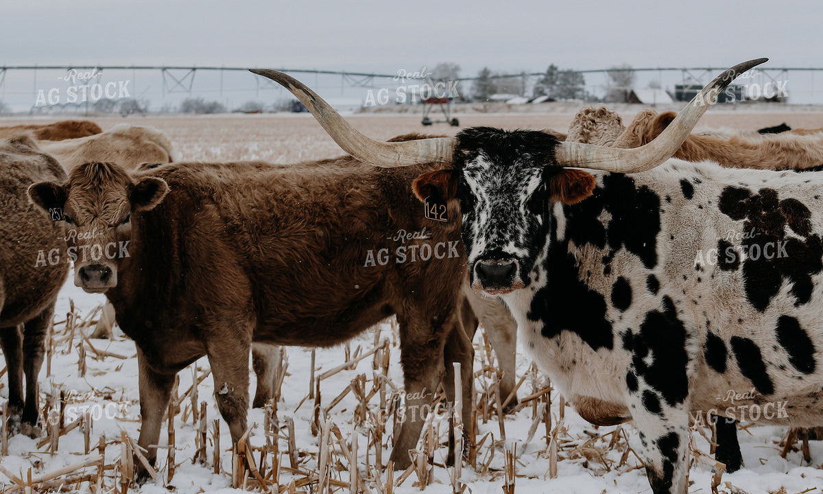 Longhorn Cattle on Winter Cornstalks 237023