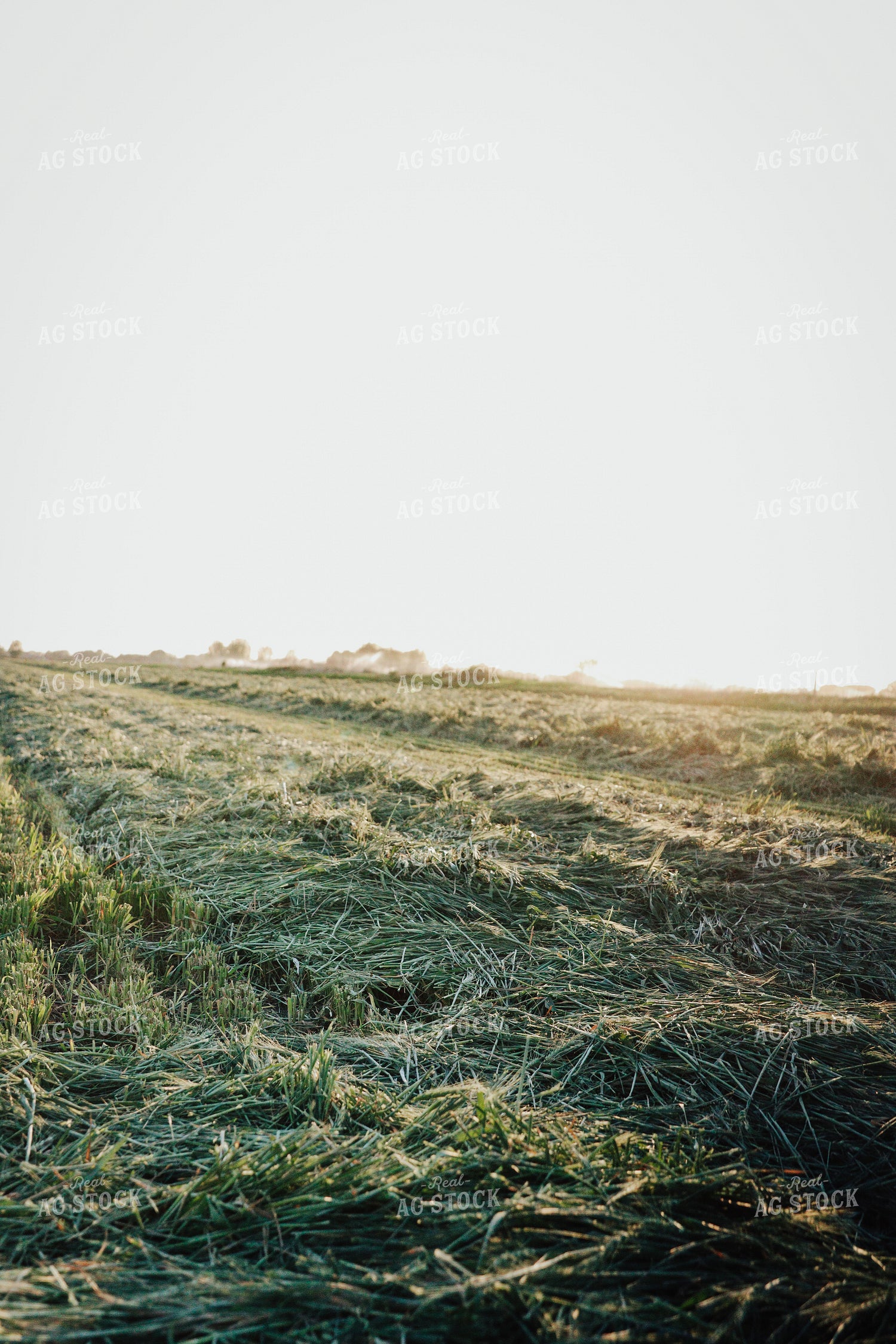 Wheat Green Chopped for Forage 83173