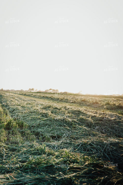 Wheat Green Chopped for Forage 83173