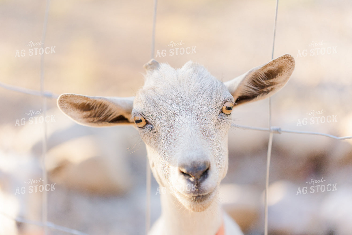 Goat 184016