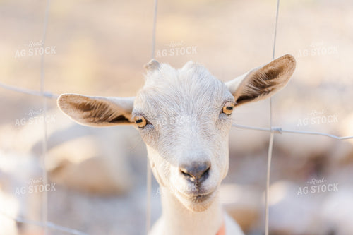 Goat 184016