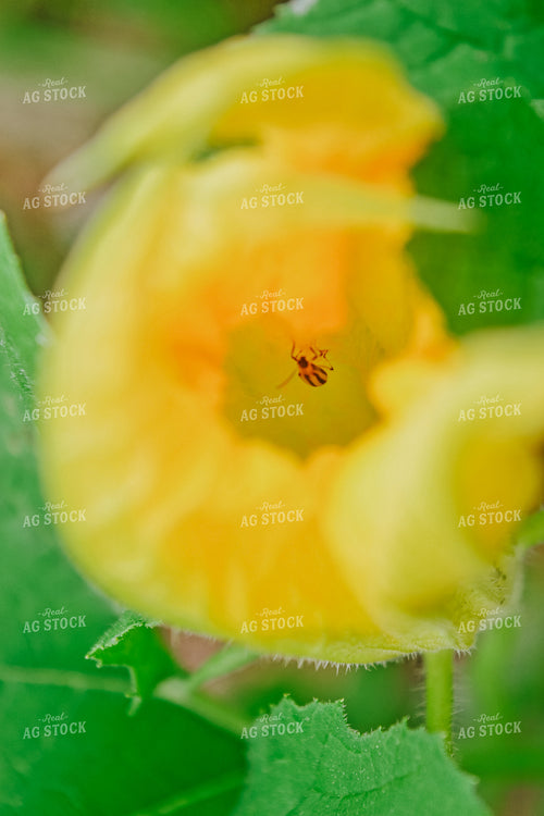 Corn Rootworm Beetle in Flower 125065