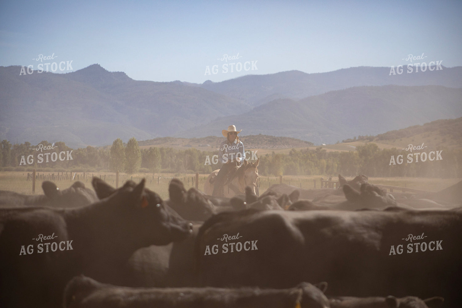 Cowgirl on Cattle Drive 117425