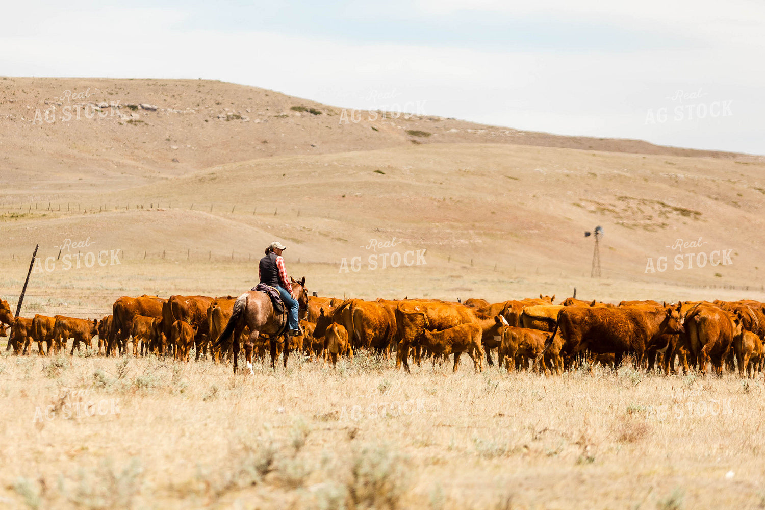 Rancher Gathering Cattle on Horseback 97209