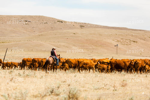Rancher Gathering Cattle on Horseback 97209
