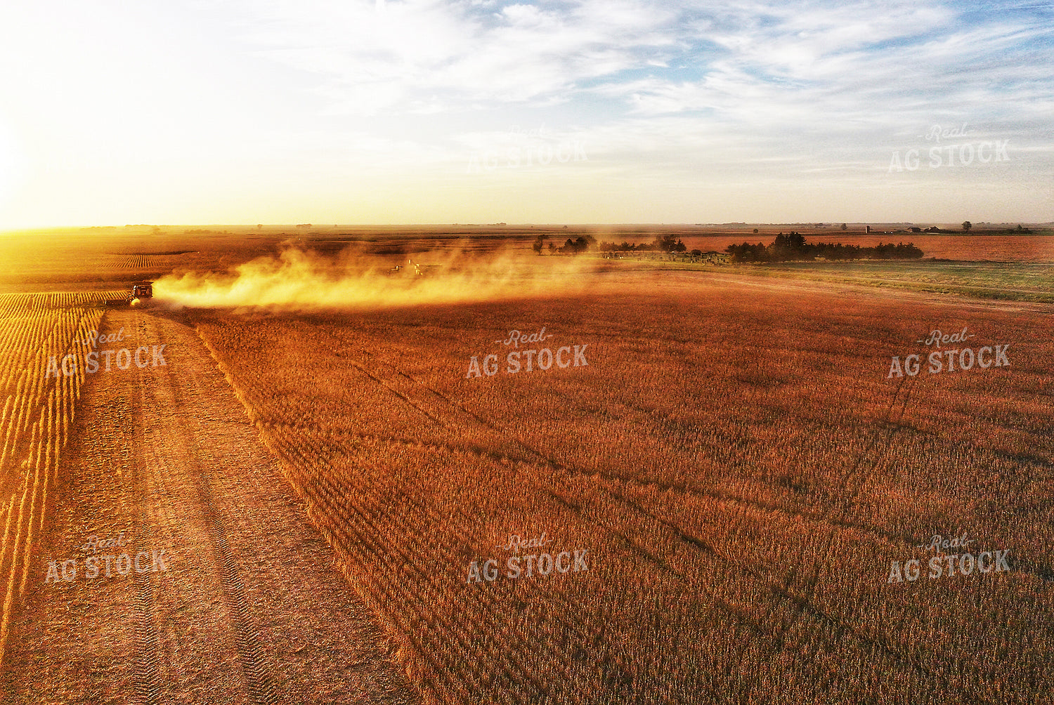 Soybean Harvest 141469