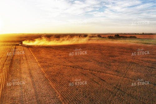 Soybean Harvest 141469