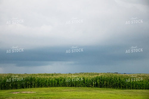 Storm Over a Corn Field 25281