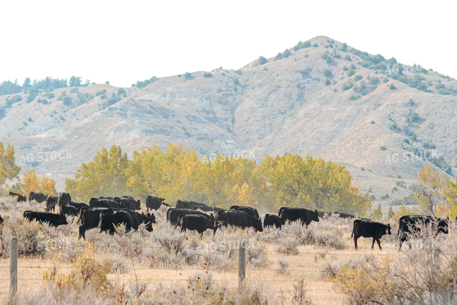 Angus Cattle in Pasture in Wyoming 63013