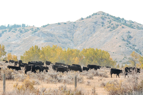 Angus Cattle in Pasture in Wyoming 63013