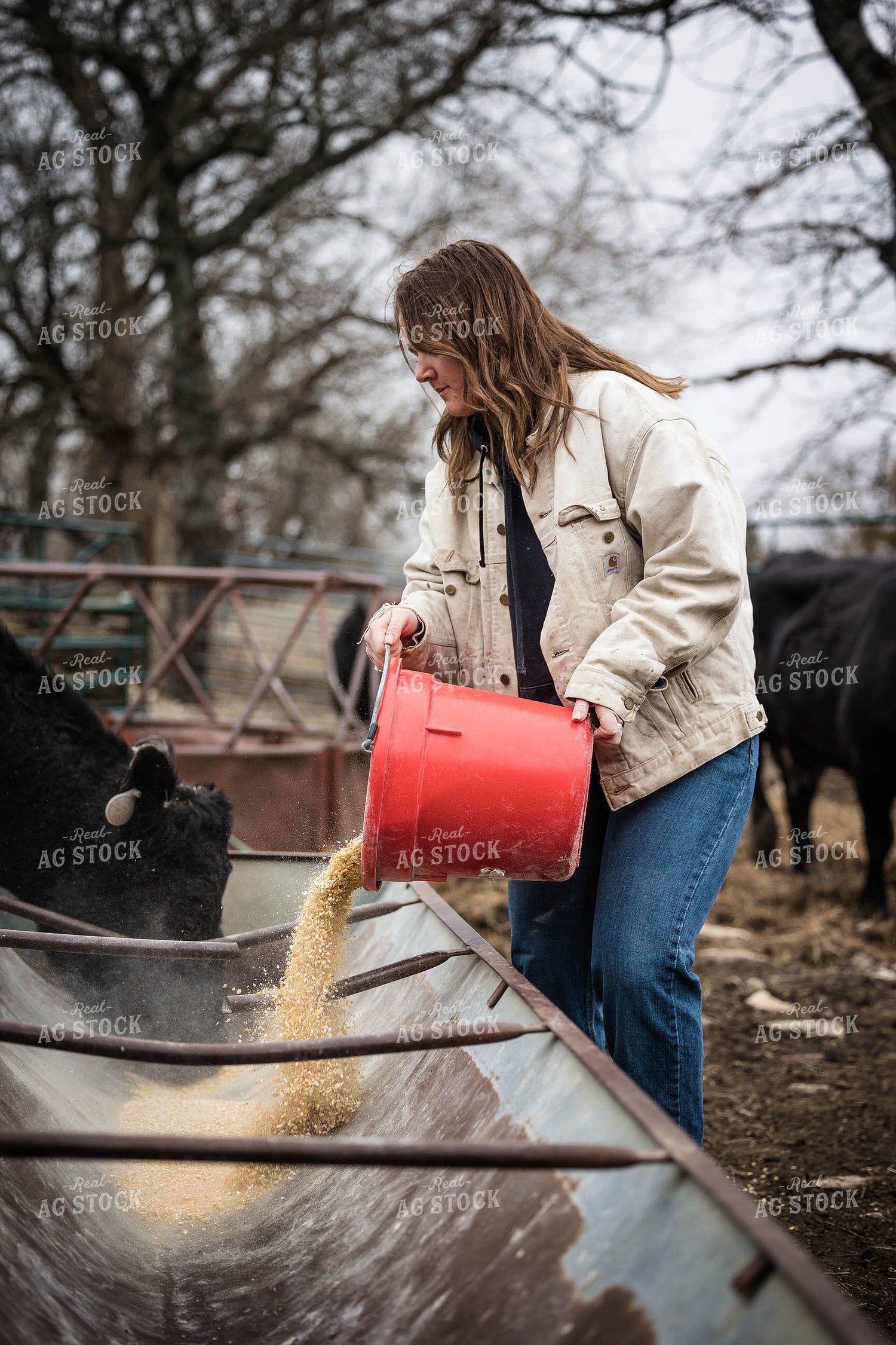Female Farmer Feeding Cattle with Grain 219049