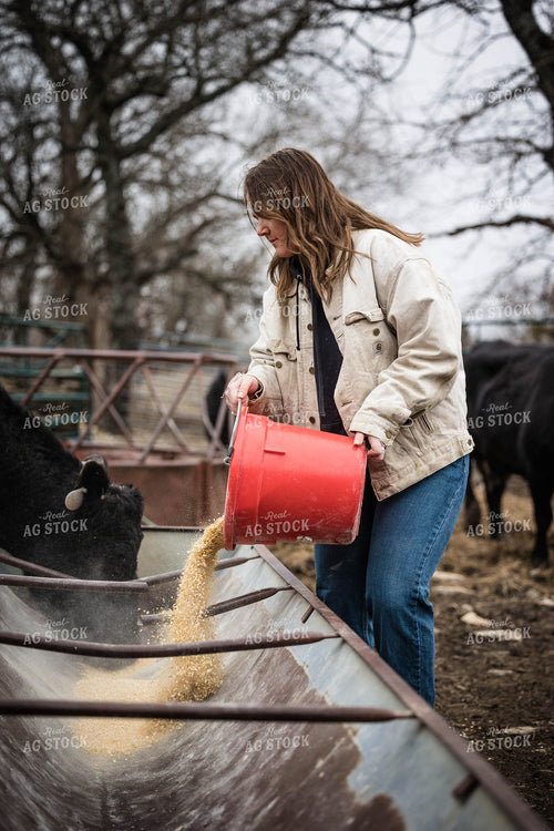 Female Farmer Feeding Cattle with Grain 219049