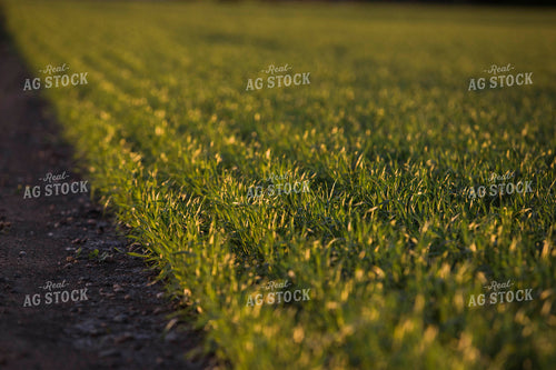 Up Close Wheat 5436
