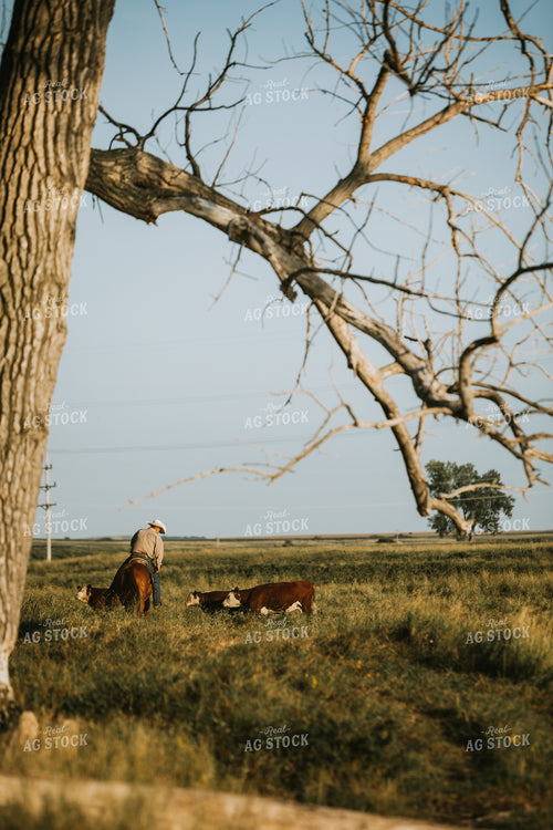 Rancher and Cattle in Pasture 6394