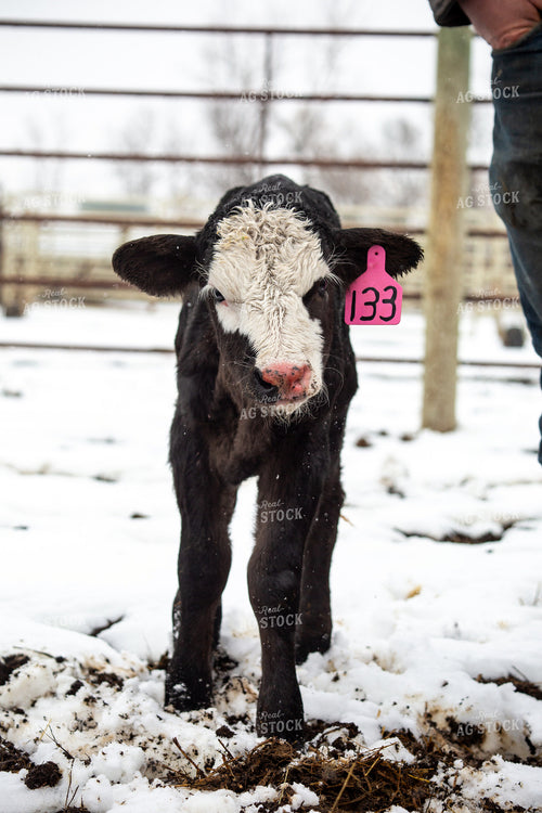 Calf with Farmer 155480