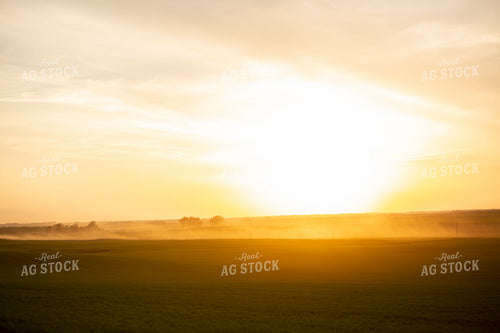 Wheat 2121