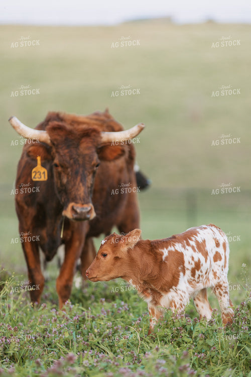 Corriente Cow Calf Pair 278000