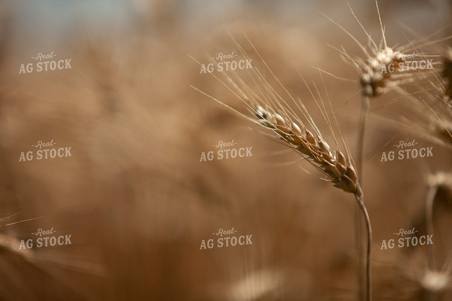 Wheat 2167