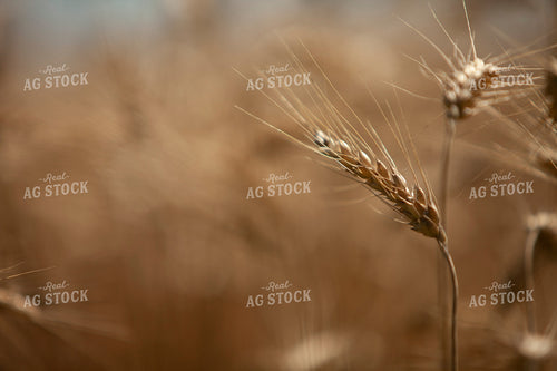 Wheat 2167