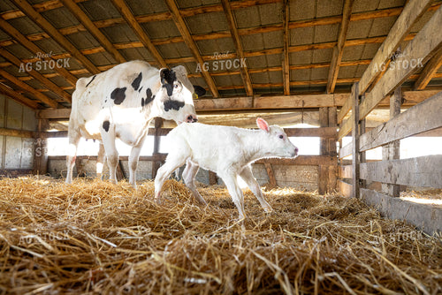 Holstein Cow Calf Pair 270521