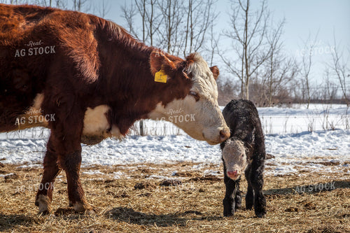 Cow Calf Pair 138117