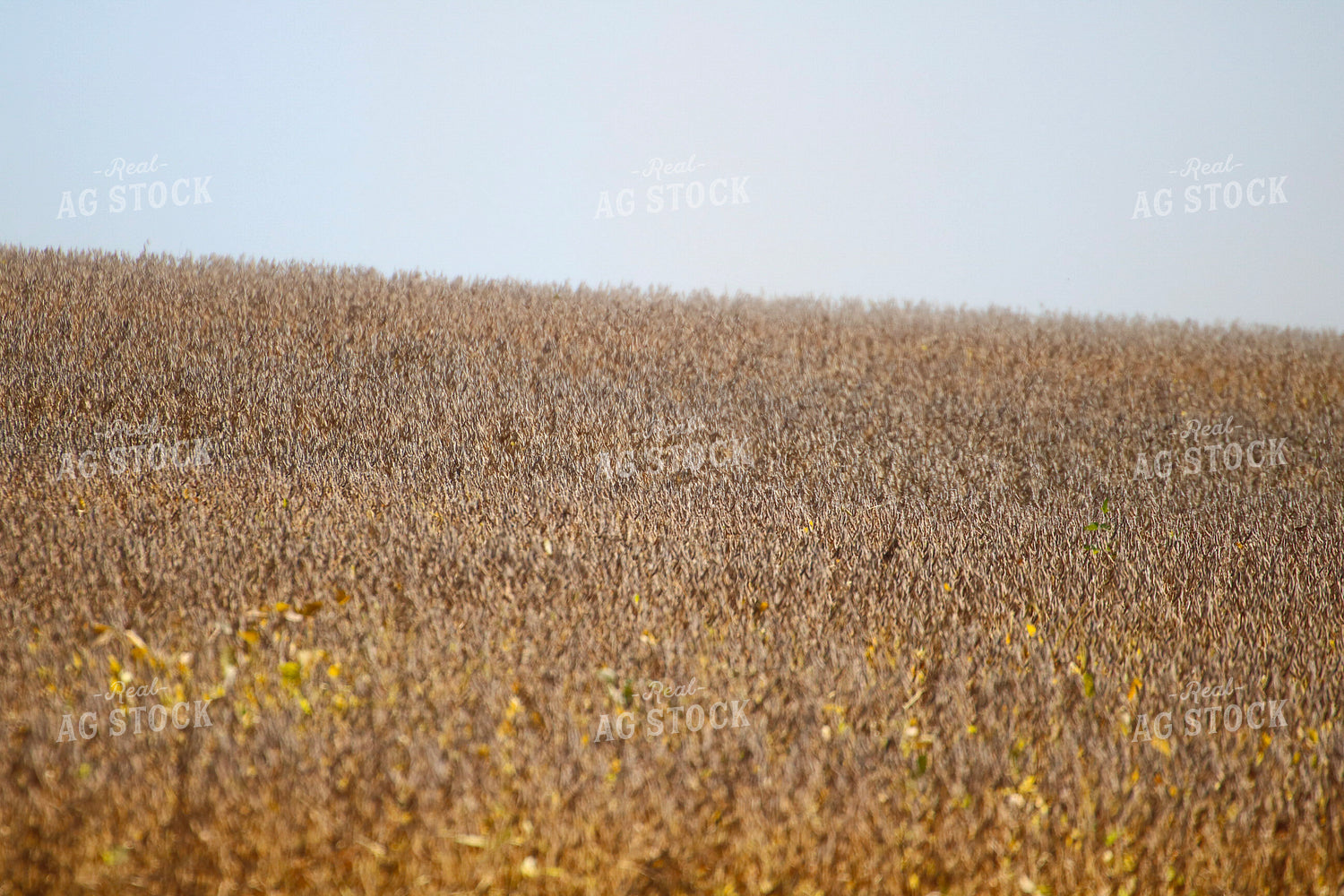 Dried Soybean Field 82354