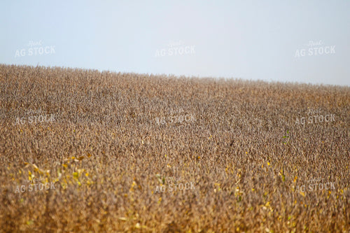 Dried Soybean Field 82354