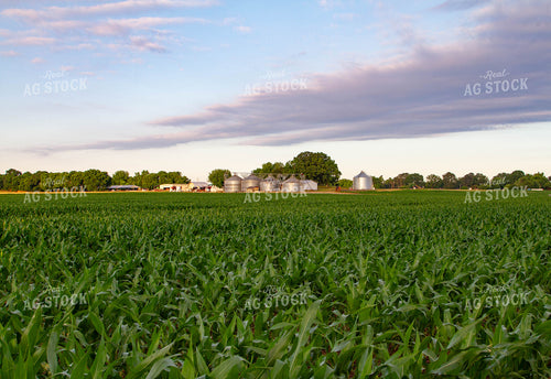 Field of Corn with Farmyard 79045