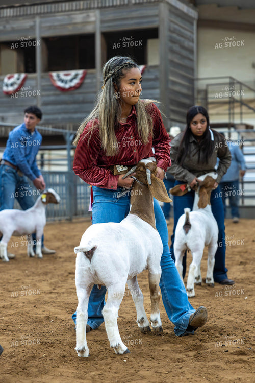 Showing Goats  98044