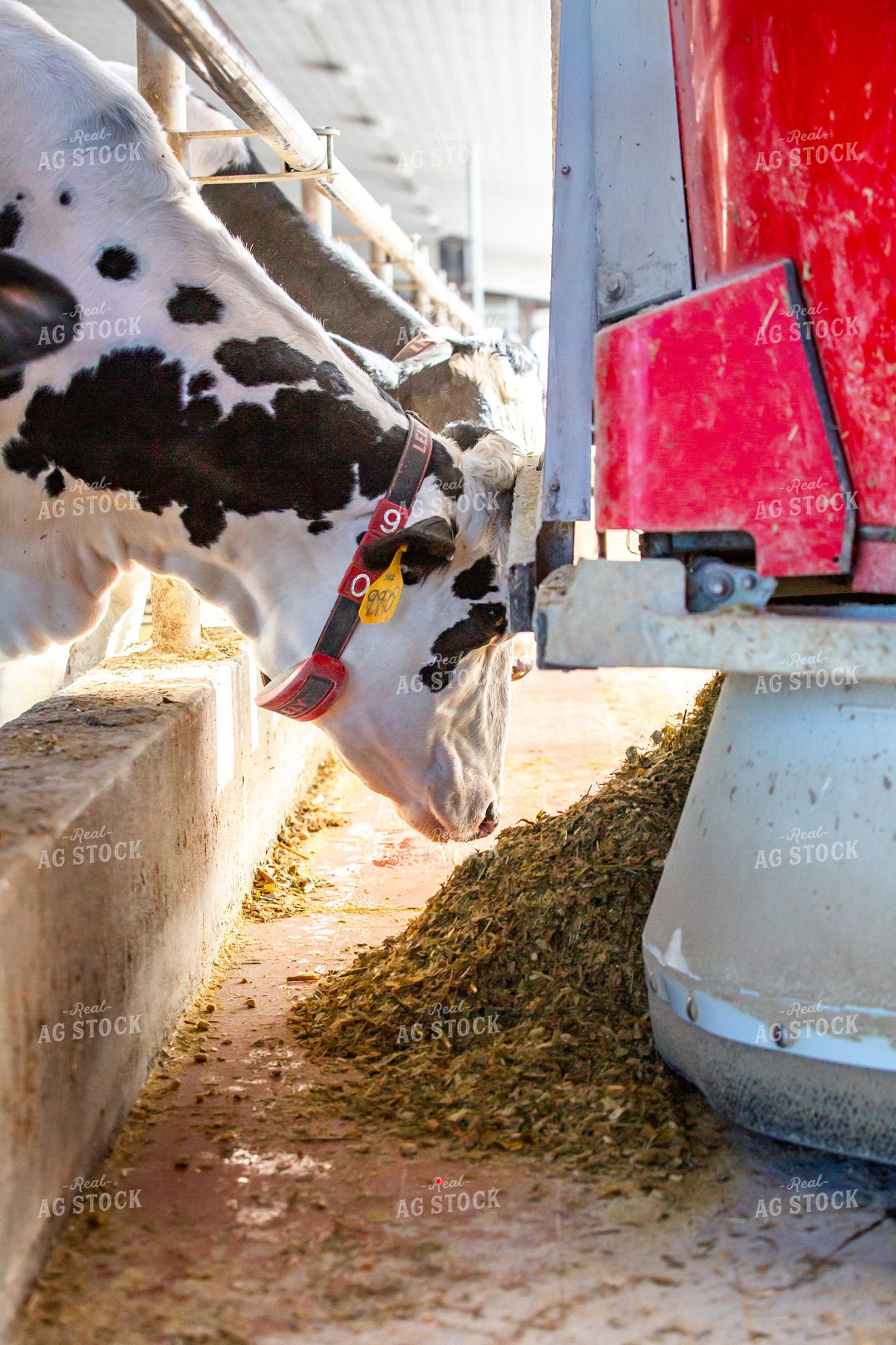 Robotic Feeder in Holstein Cattle Barn  270273