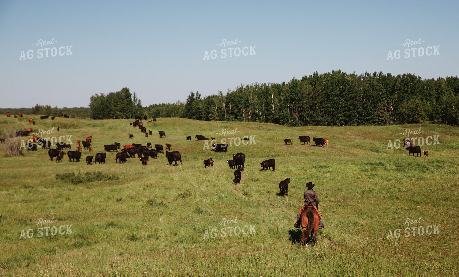 Rancher Herding Cattle 238011