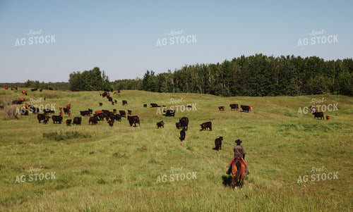 Rancher Herding Cattle 238011