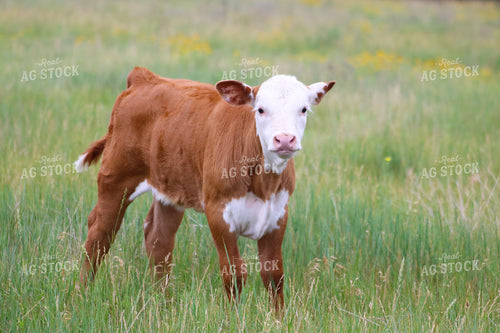 Hereford Calf 82496