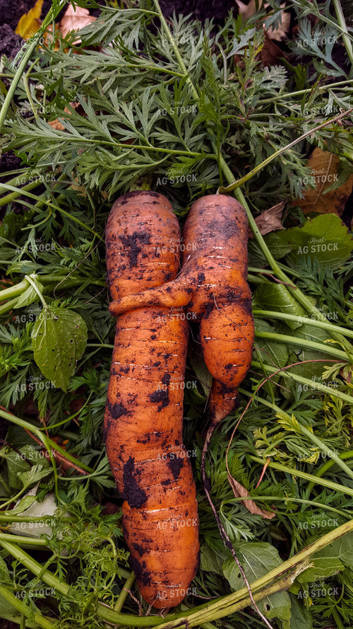 Hugging Carrots 76003