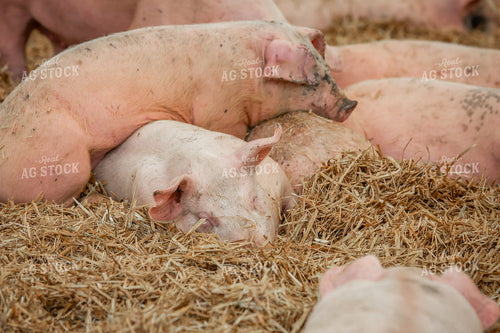 Indoor Pigs 270540