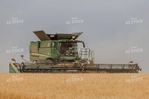 Wheat Harvest 187218